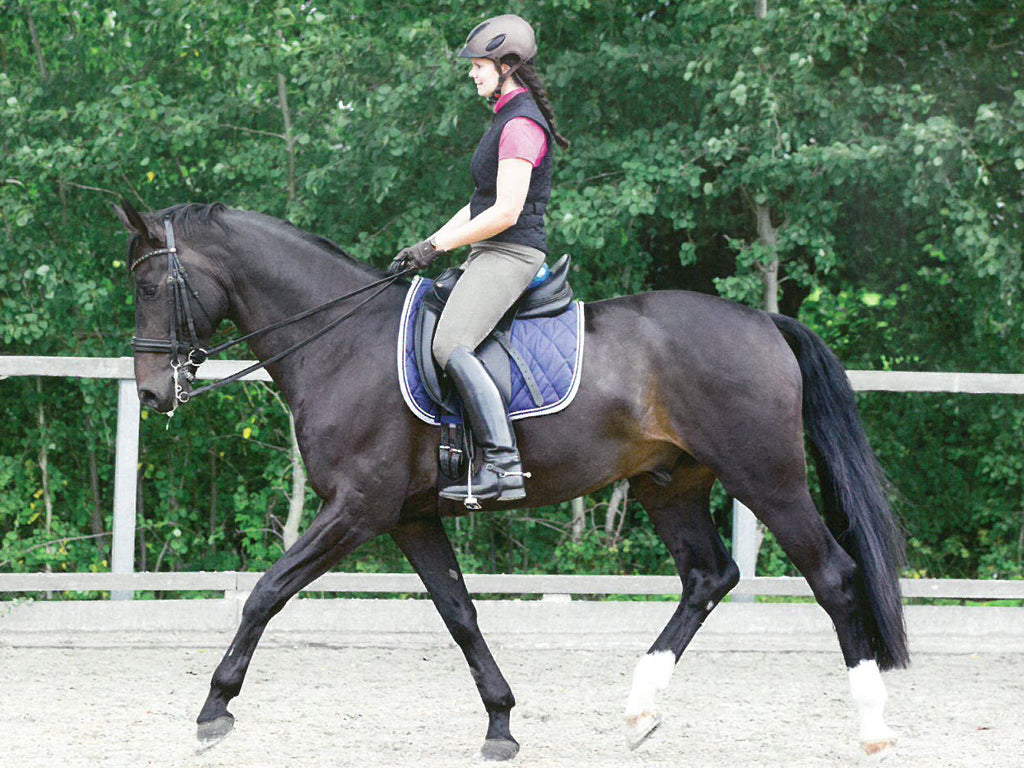 Franklin-Methode Reiterset