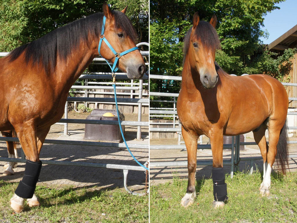 SISSEL® Cold Therapy Compression - Pferd