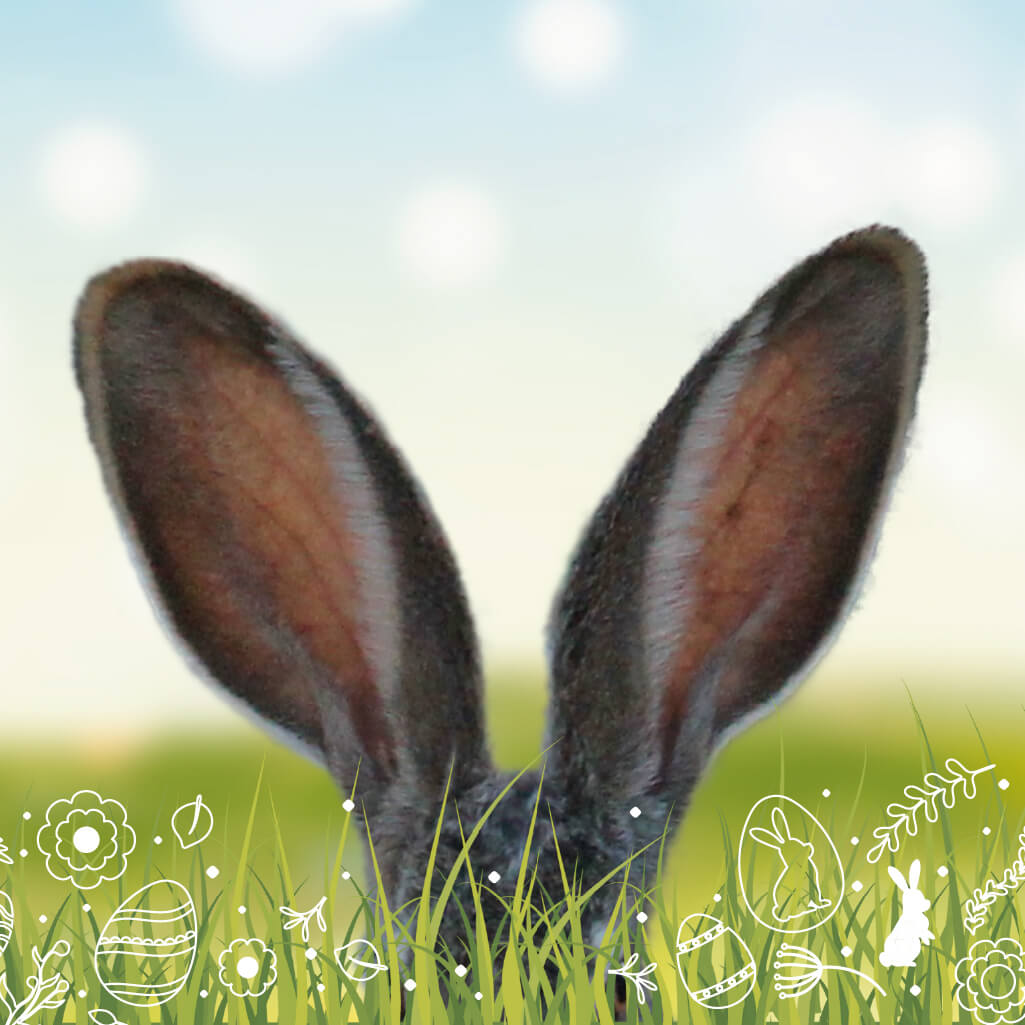 Ostern Hasenohren mobile