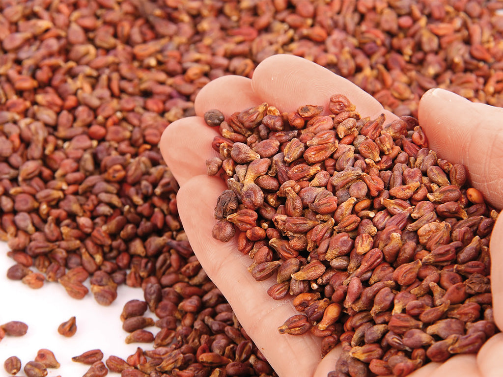 SISSEL Vinotherm Füllung